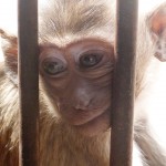 Adorable petit singe dans le Wat Phra Prang Sam Yod (Lopburi - Thaïlande)