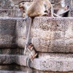 Singes dans le Wat Phra Prang Sam Yod (Lopburi - Thaïlande)