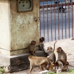 Réunion de singes à Lopburi