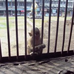 Singe dans le Wat Phra Prang Sam Yod (Lopburi - Thaïlande)