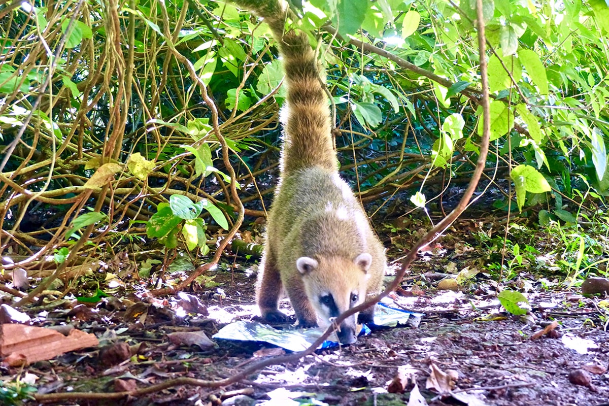 Coati Chutes Foz de Iguazu Bresil