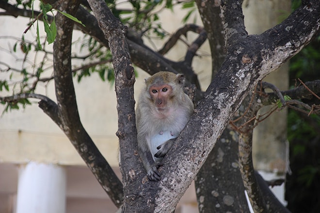 Singe Cat Ba Baie de Halong Monkey Island