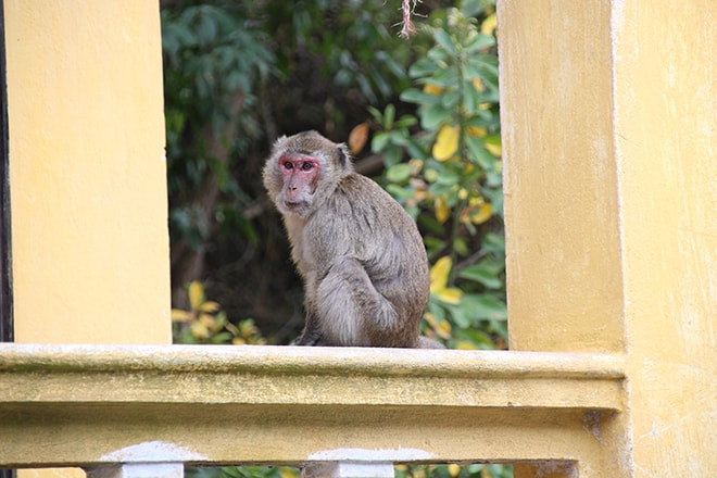 Singe Monkey Island Cat Ba croisière dans la Baie d'Halong