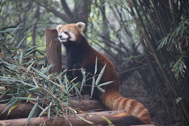 Panda roux Chengdu