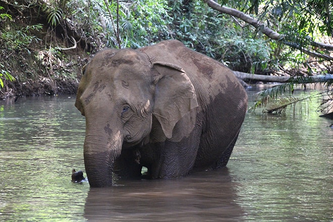 Bain des éléphants Sen Monorom Cambodge éléphants du Mondulkiri