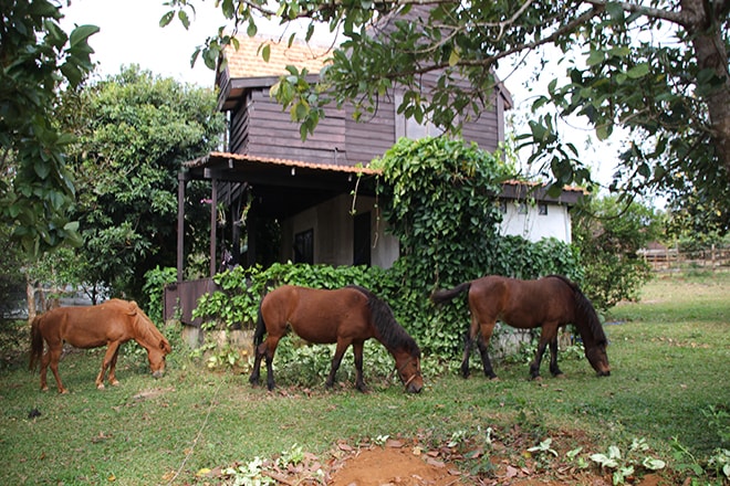 Chevaux Nature Lodge Sen Monorom Cambodge