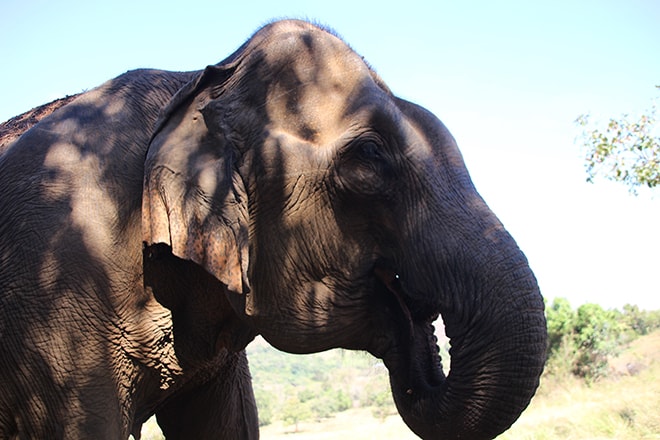 Elephant gourmand Sen Monorom Cambodge éléphants du Mondulkiri