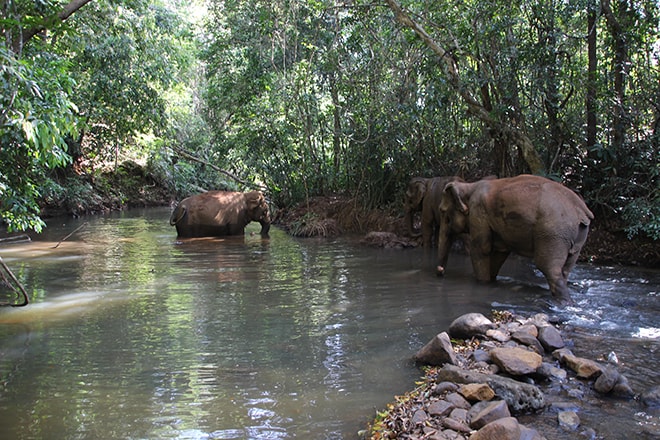 Heure du bain des éléphants Sen Monorom Cambodge éléphants du Mondulkiri