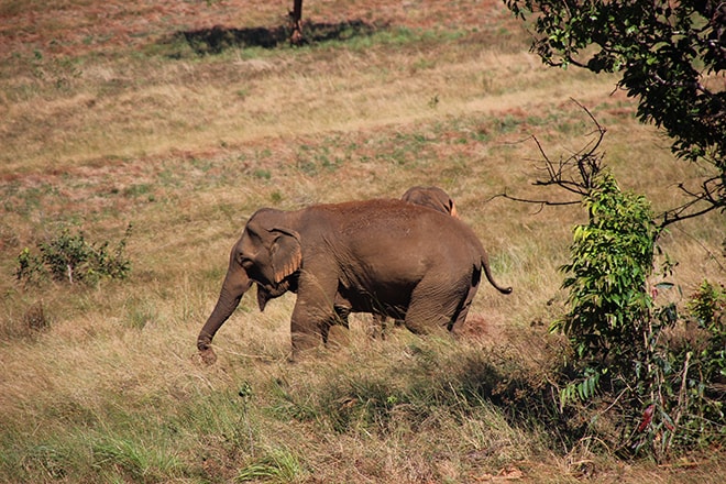 Rencontre avec les éléphants Sen Monorom Cambodge éléphants du Mondulkiri