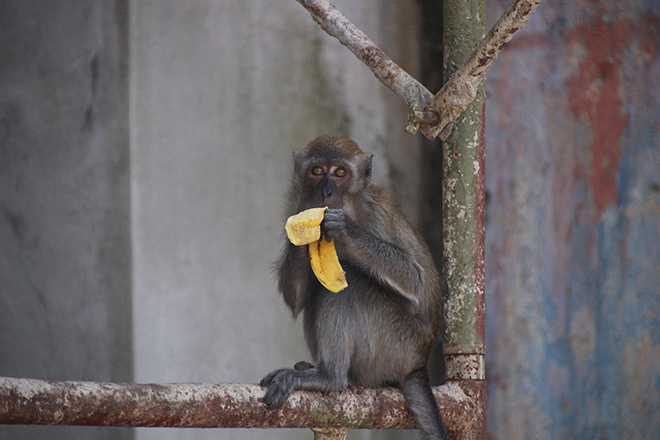 Singe de Batu Caves Kuala Lumpur