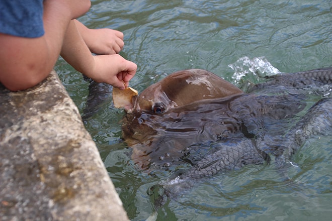 Aquascene Darwin Australie