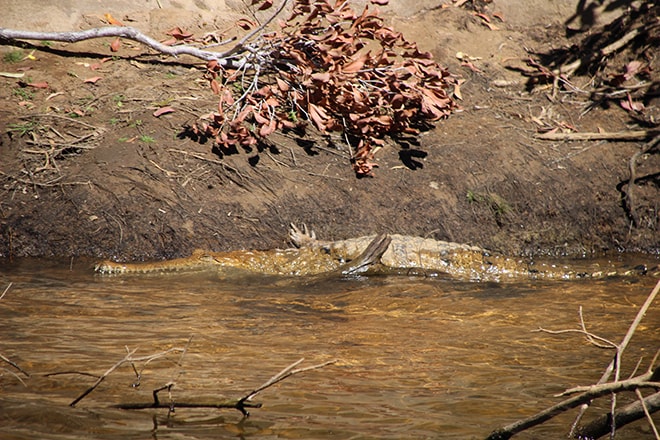 Crocodile Katherine-Australie-Northern Territory