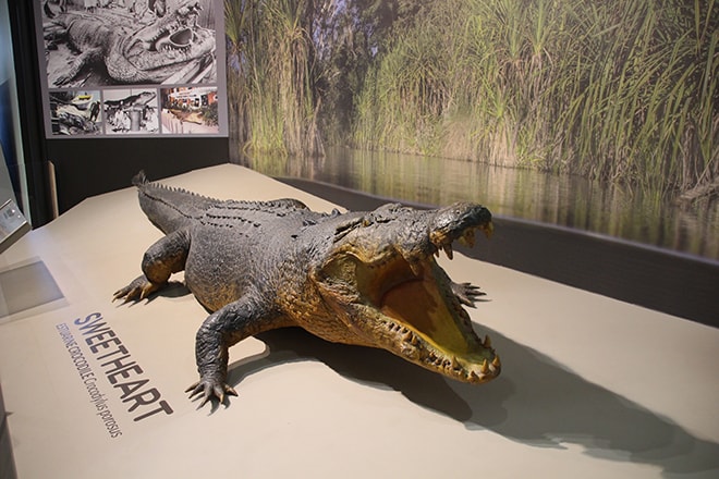 Crocodile musee Darwin Australie