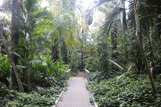 Jardin Botanique Darwin Australie