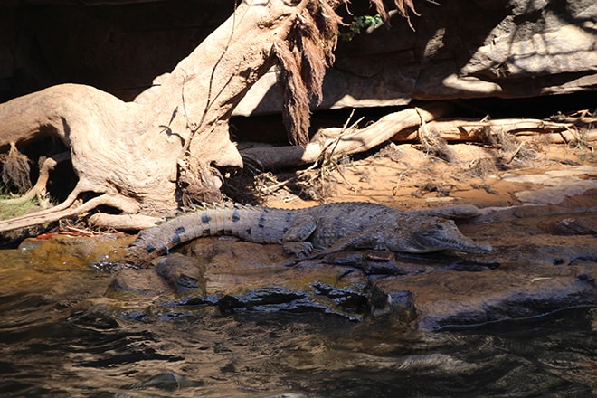 Nitmiluk crocodile Katherine-Australie-Northern Territory