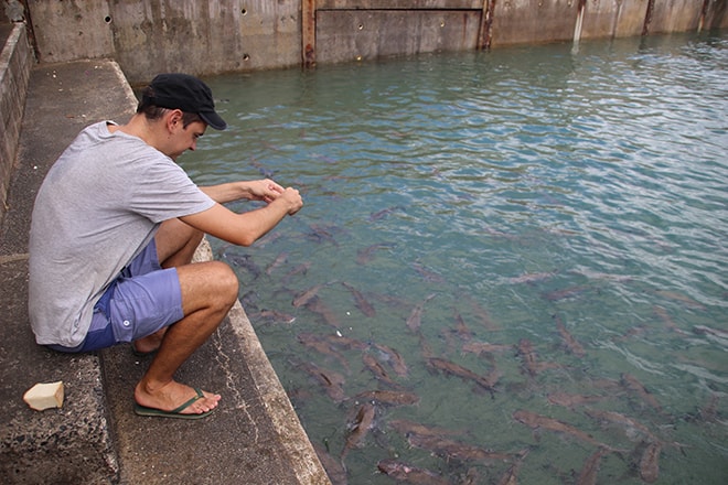 Nourrir les poissons Darwin Australie