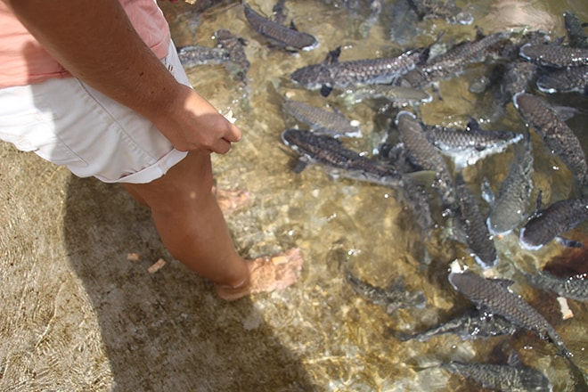 Poissons au bord de l eau Darwin Australie