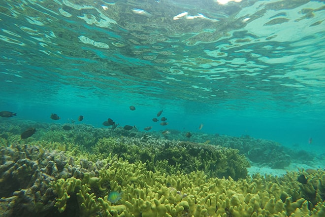 Snorkeling Reef 1 Malengue iles Togian