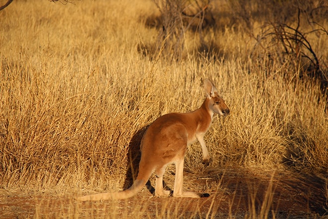 Kangaroo Adulte Alice Springs