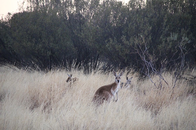 Kangourou dans la reserve Alice SpringsKangourou dans la reserve Alice Springs