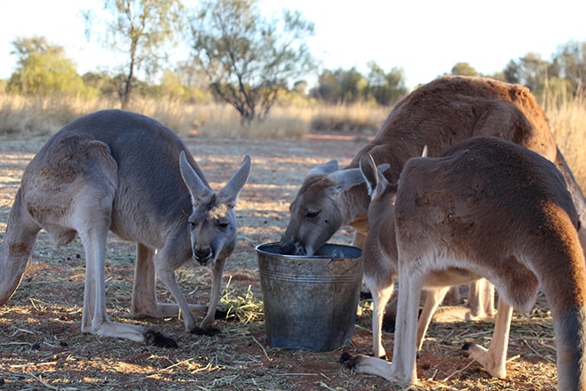 Kangourous mangent Kangaroo Sanctuary Alice Springs