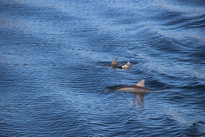 Dauphins baie Port Adelaide Australie