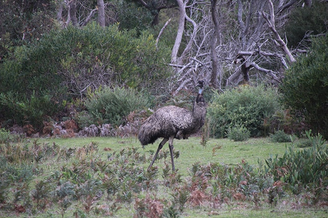 Emu Wilsons Promontory Australie