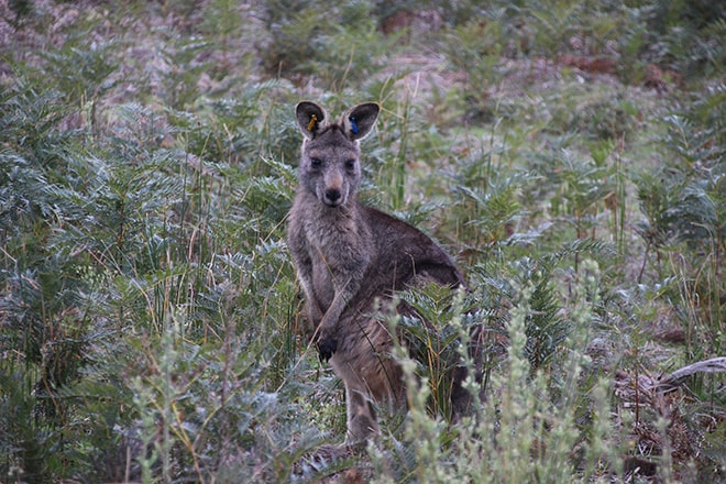 Kangourou de face Wilsons Promontory Australie