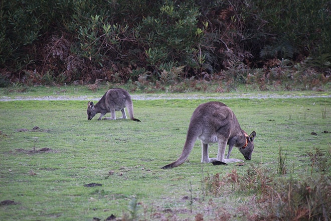 Kangourous Wilsons Promontory Australie