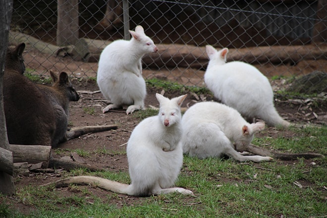 Kangourous blanc Adelaide Australie