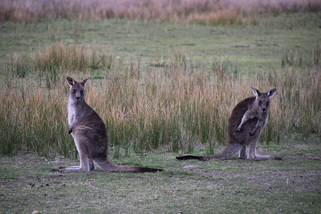 Kangourous distraits Wilsons Promontory Australie