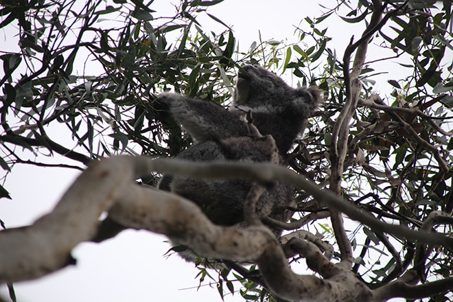 Kennett River koala Great Ocean Road Australie