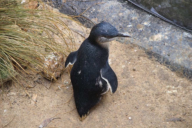 Pingouin Adelaide Australie