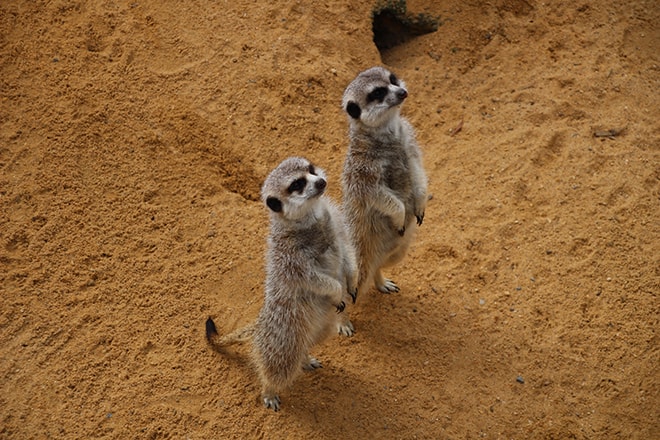 Suricates Adelaide Australie