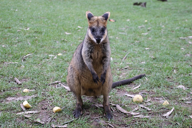 Wallaby Adelaide Hills Australie