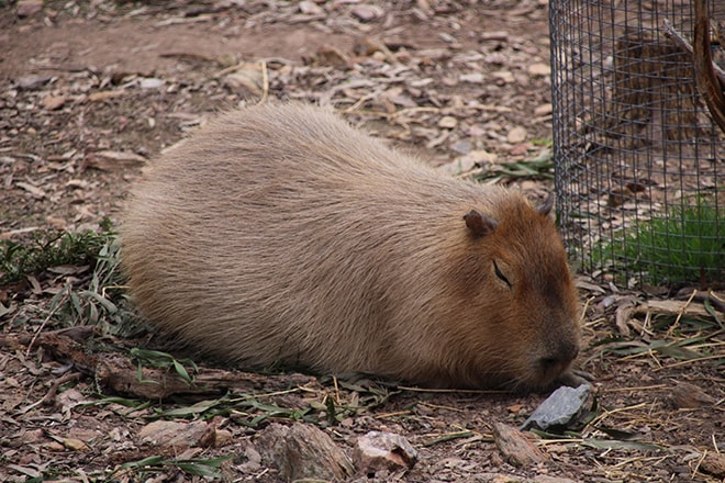 Wombat Adelaide Australie