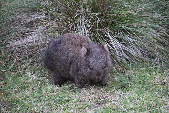 Wombat Wilsons Promontory Australie