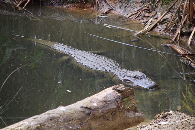 crocodile Adelaide Australie