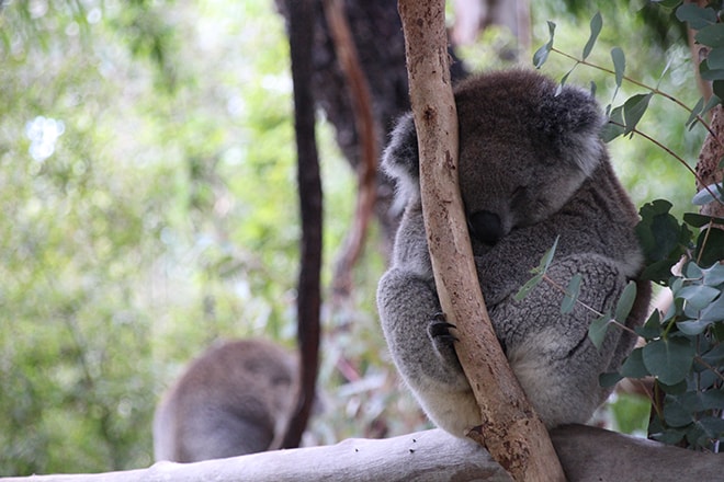 koala qui dort Adelaide Australie