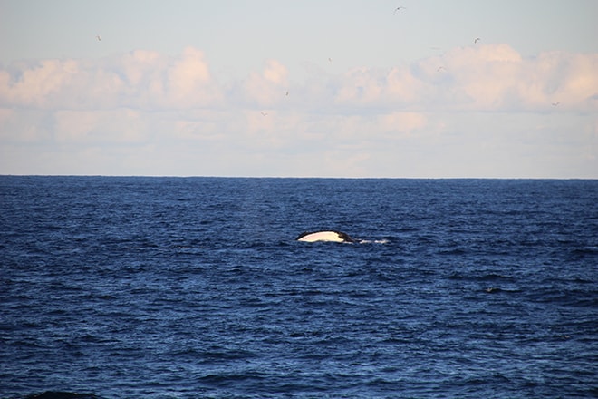 Baleine Newcastle Australie