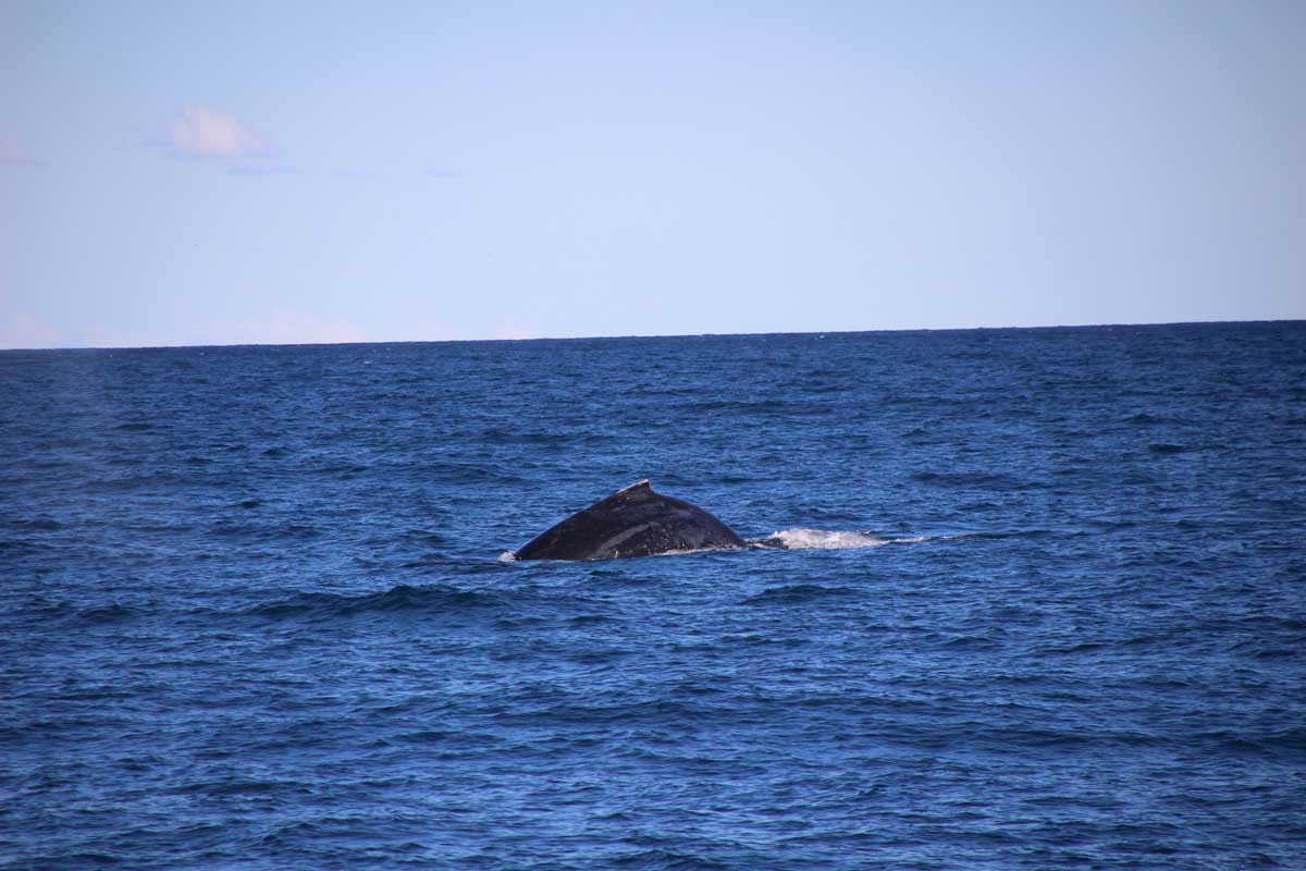 Baleine Sydney Australie