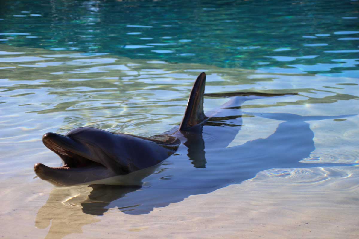 Dauphin SeaWorld Gold Coast Australie