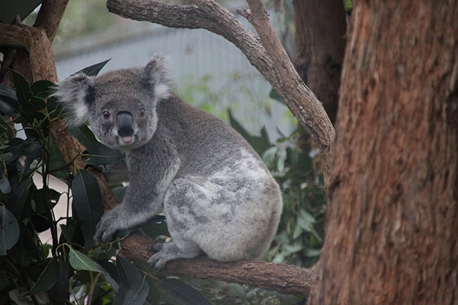 Koala langue Port Macquarie Australie