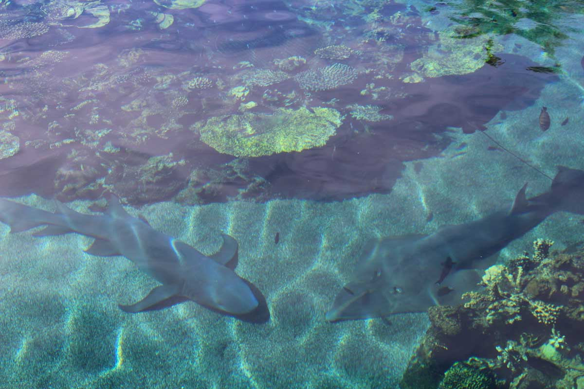 Requins SeaWorld Gold Coast Australie