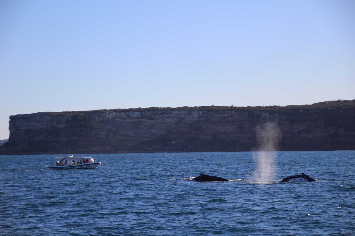 baleines Sydney Australie