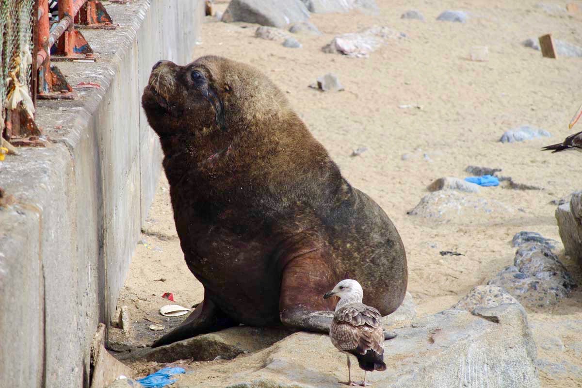 lion de mer plage Valparaiso Chili