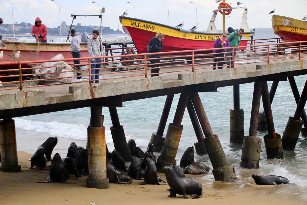 lions de mer port Valparaiso Chili