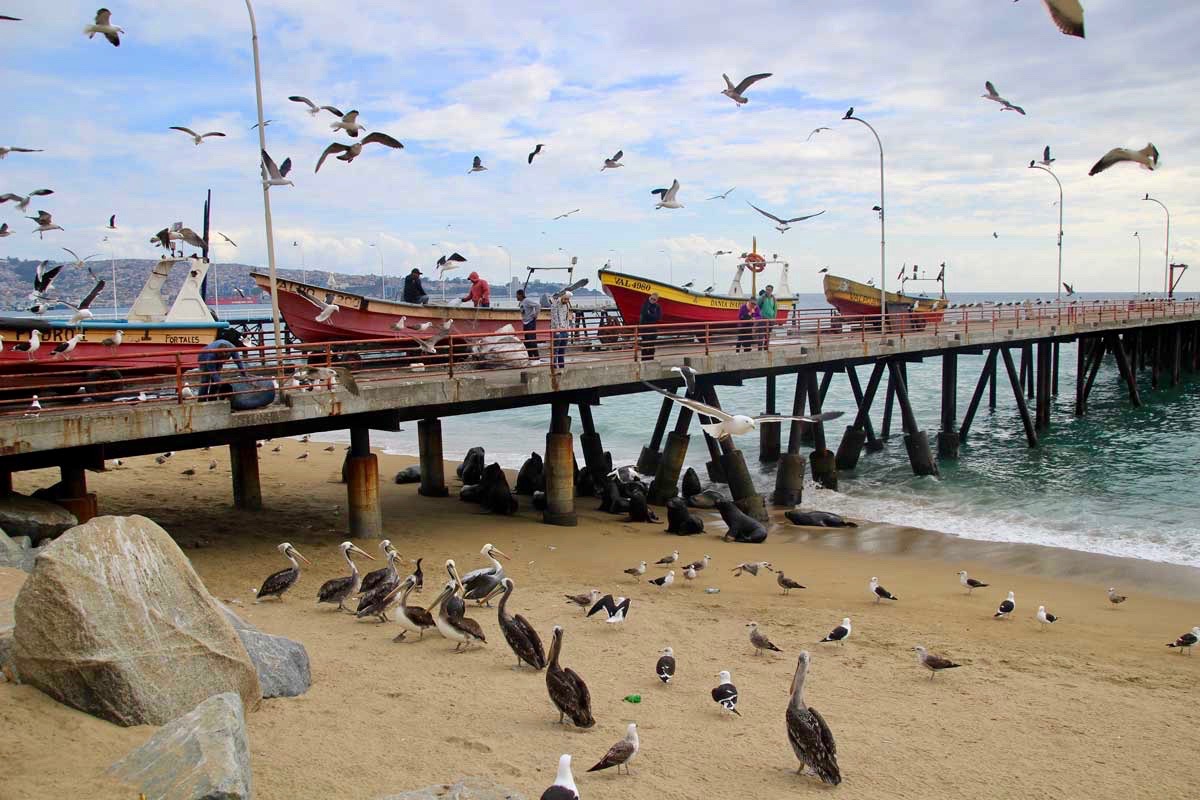 mouettes et lions de mer Valparaiso Chili