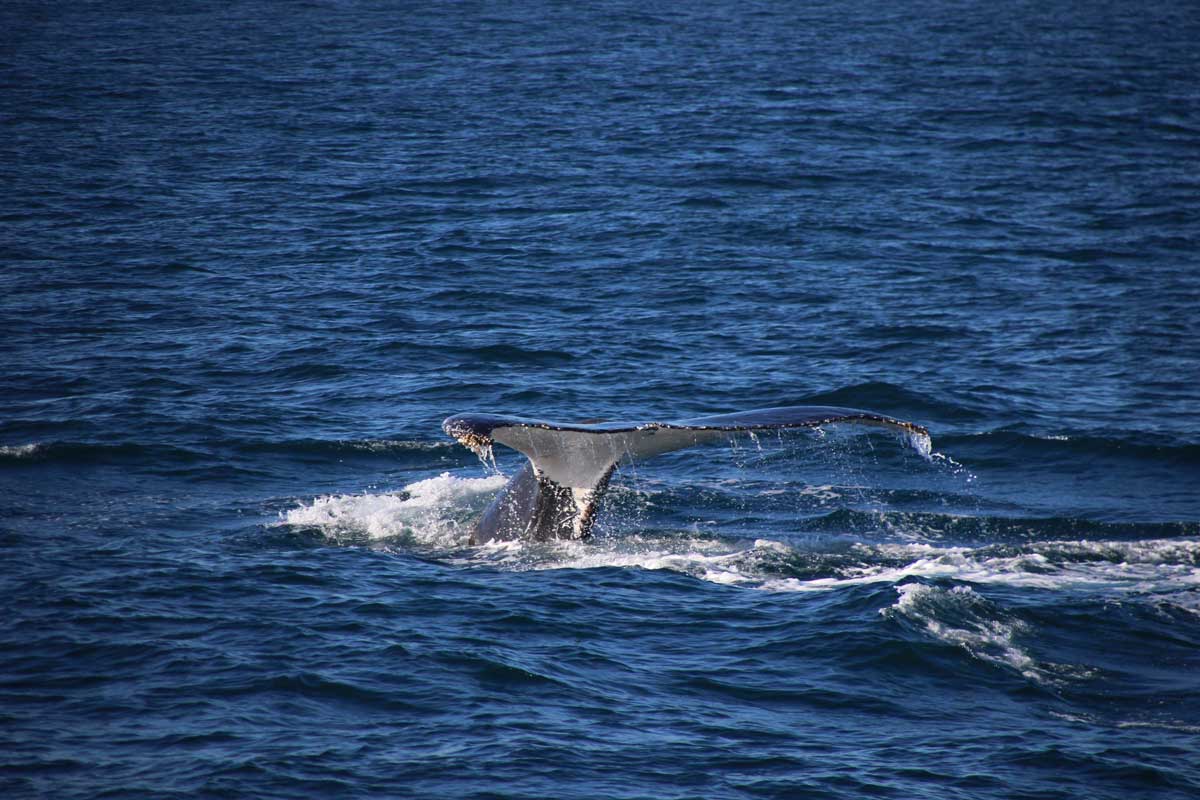 queue baleine Sydney Australie