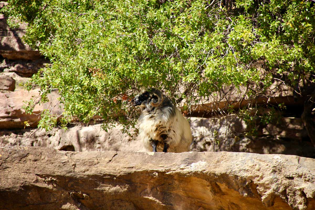 boucs Toro Toro Bolivie